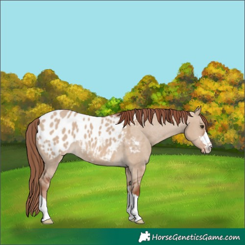 Horse Color:Red Dun Blanket