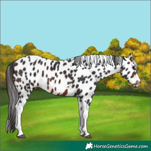 Horse Color:Brown Tobiano Skewed Appaloosa 