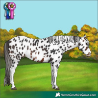 Horse Color:Brown Tobiano Skewed Appaloosa