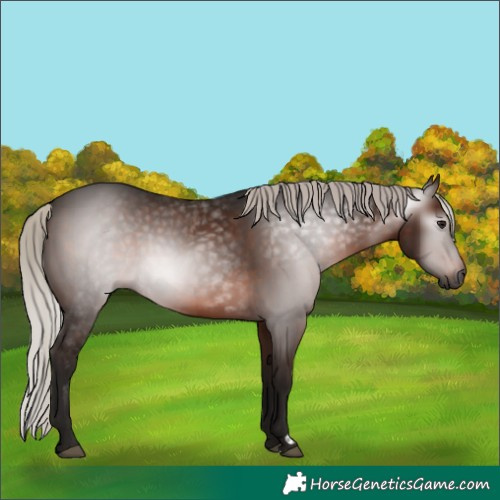 Horse Color:Gray Silver Brown Rabicano 