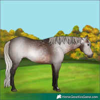 Horse Color:Gray Silver Brown Rabicano 