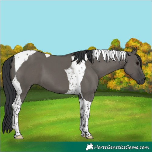 Horse Color:Grullo Tobiano 