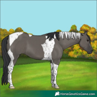 Horse Color:Grullo Tobiano 