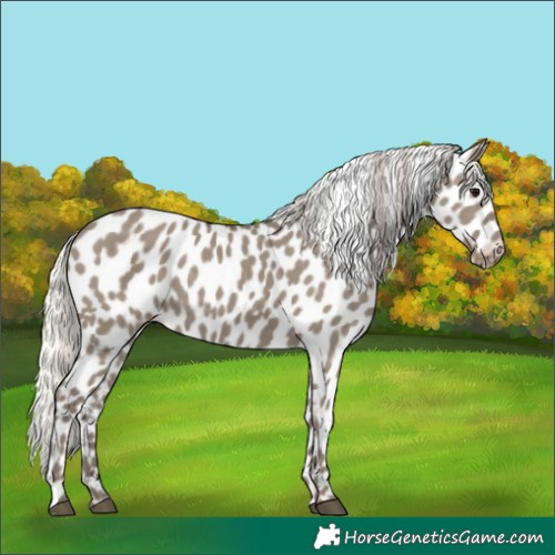 Horse Color:Silver Smoky Grullo Appaloosa 