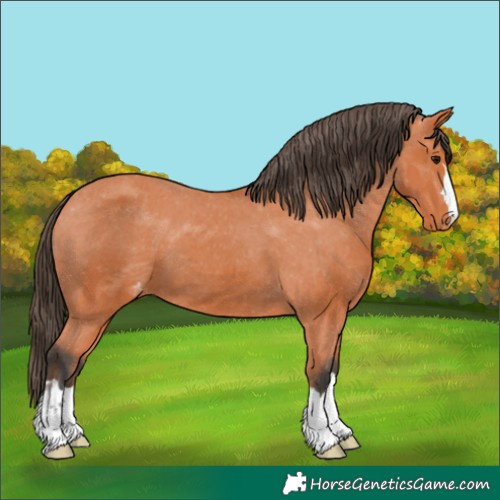Horse Color:Unknown 