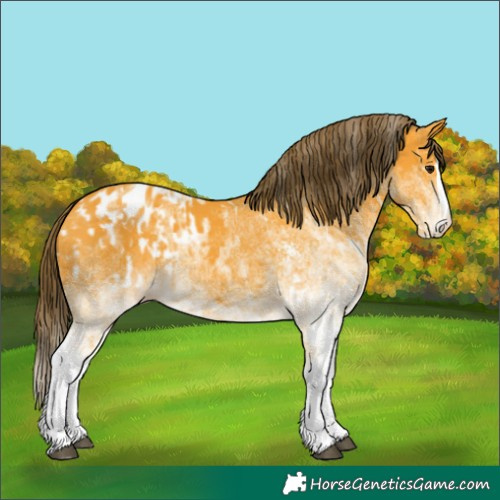 Horse Color:White Spotted Buckskin Splash Appaloosa and White Spotted Buckskin Splash Appaloosa