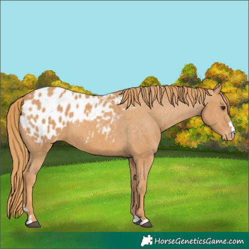 Horse Color:Chestnut Appaloosa 
