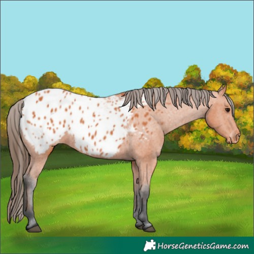 Horse Color:Bay Appaloosa 