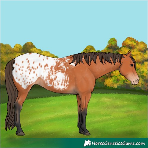 Horse Color:Bay Appaloosa 