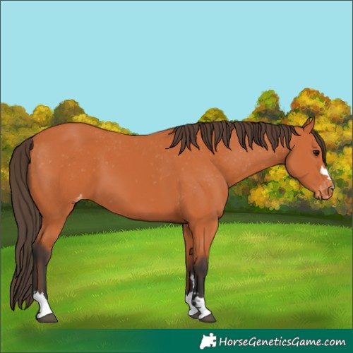 Horse Color:Bay Appaloosa 