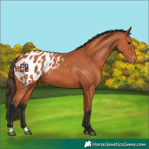 Horse Color:Bay Appaloosa 