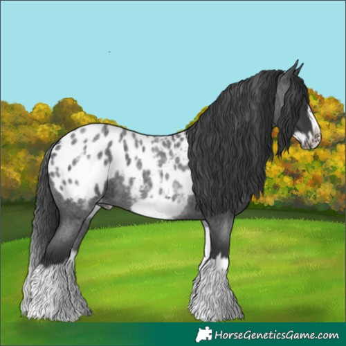Horse Color:White Spotted Blue Roan Splash Frame Appaloosa 