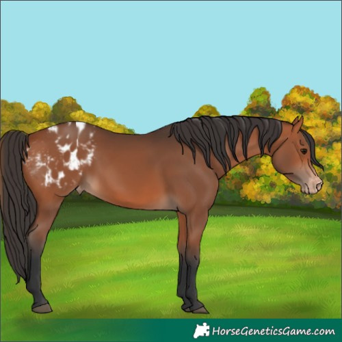 Horse Color:Bay Appaloosa 