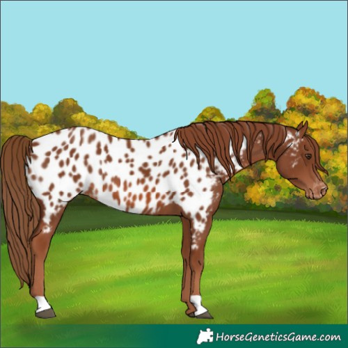 Horse Color:Chestnut Near Leopard 