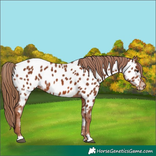 Horse Color:Chestnut Near Leopard 