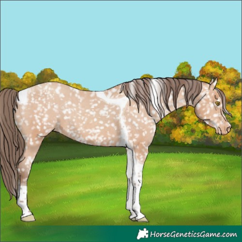 Horse Color:Amber Champagne Tobiano Snowflake VarnishRabicano 