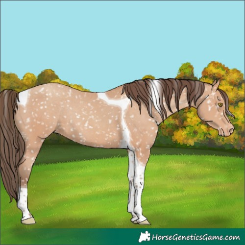Horse Color:Amber Champagne Tobiano Appaloosa Rabicano 