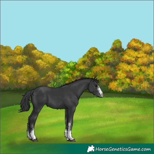 Horse Color:White Spotted Black 