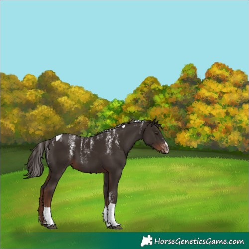 Horse Color:Powder White Liver Chestnut Tobiano 