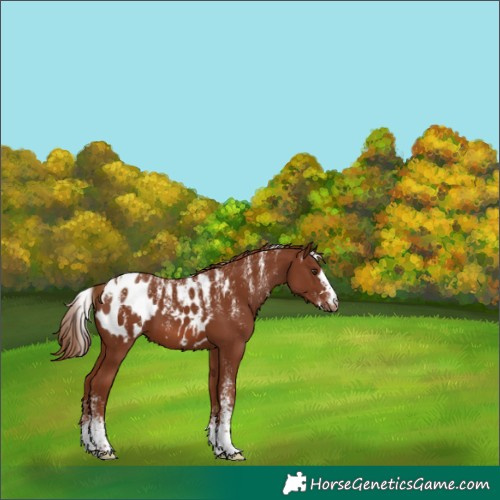 Horse Color:Powder White Chestnut Appaloosa