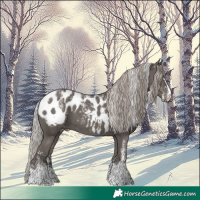 Horse Color:Powder White Silver Black Appaloosa