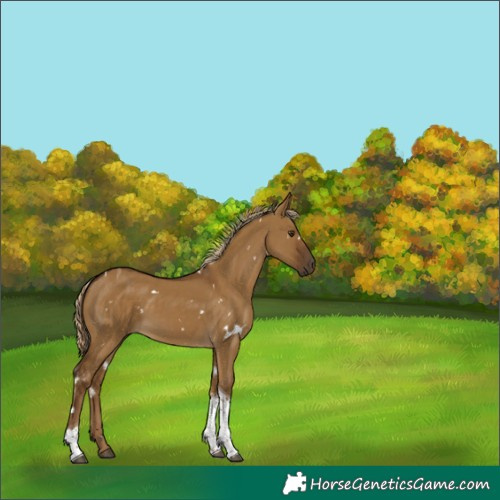 Horse Color:White Spotted Chocolate Palomino Dun Tobiano