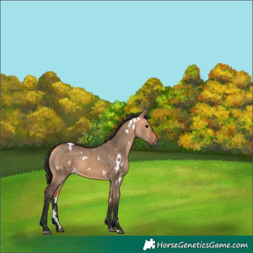 Horse Color:White Spotted Bay Dun 