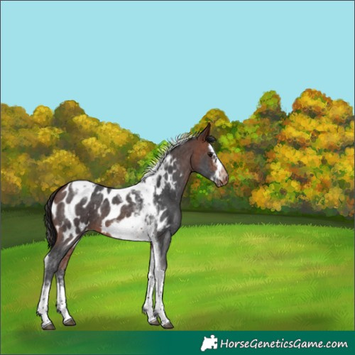 Horse Color:Bay Sabino Splash Tobiano Frame Appaloosa 