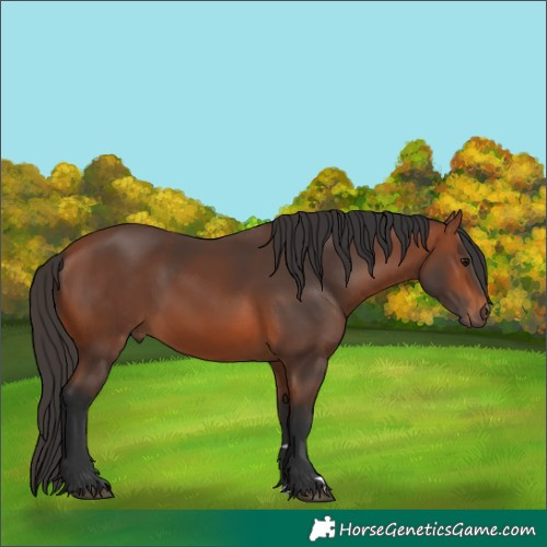 Horse Color:Bay 