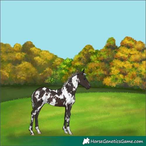 Horse Color:White Spotted Silver Brown Mushroom 