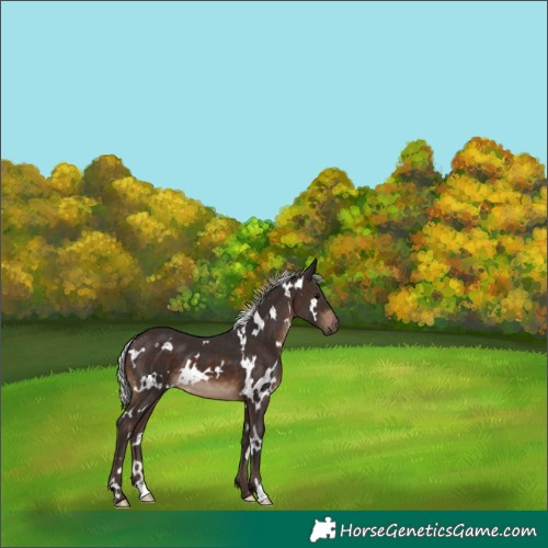 Horse Color:White Spotted Silver Brown