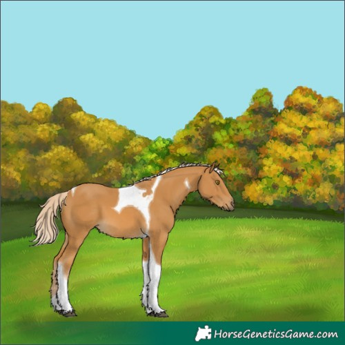 Horse Color:Palomino Tobiano 