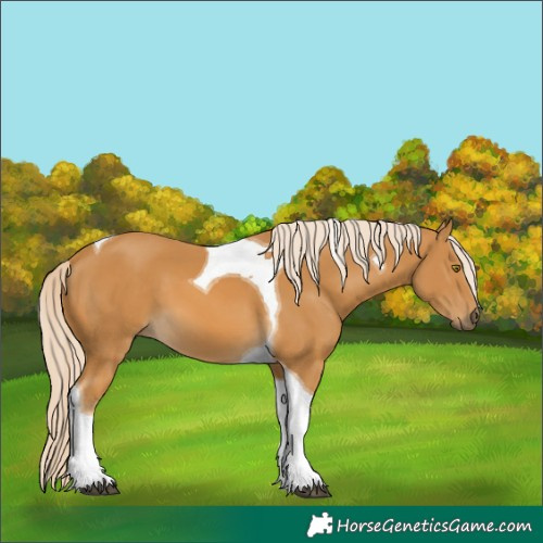 Horse Color:Palomino Tobiano 
