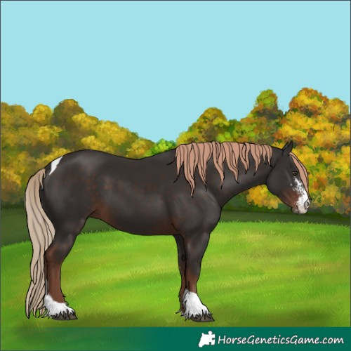 Horse Color:Liver Chestnut Sabino Tobiano 