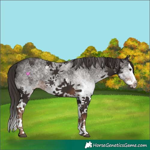 Horse Color:White Spotted Liver Chestnut Splash
