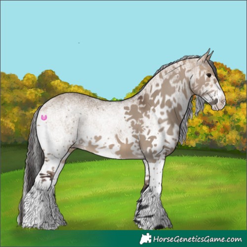 Horse Color:White Spotted Bay Dun