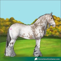 Horse Color:White Spotted Bay Dun 