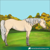 Horse Color:Silver Buckskin Dun 