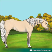 Horse Color:Silver Buckskin 