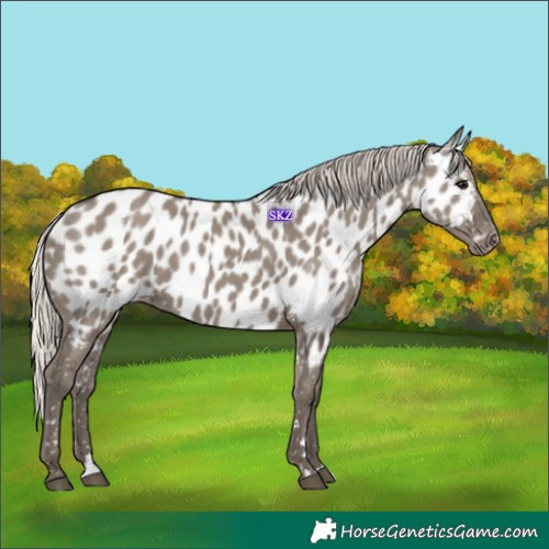 Horse Color:Silver Grullo Appaloosa