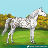 Horse Color:Silver Grullo Near Leopard