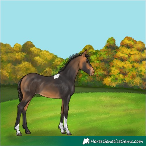 Horse Color:Buckskin Tobiano Skewed Appaloosa 