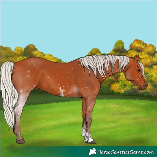 Horse Color:Silver Bay Sabino