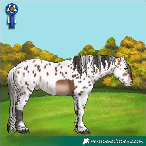 Horse Color:Bay Tobiano Skewed Appaloosa
