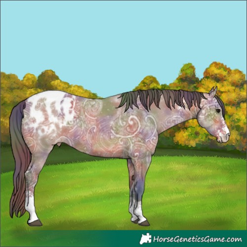 Horse Color:Nacre Bay Ice Sabino Appaloosa Rabicano 