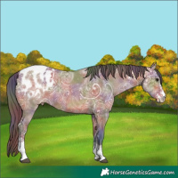 Horse Color:Nacre Bay Ice Sabino Blanket Rabicano 
