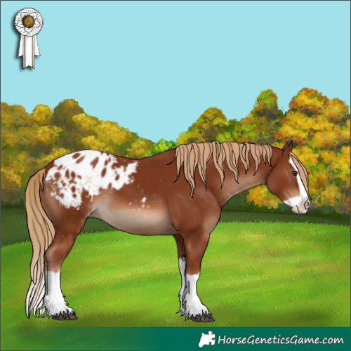 Horse Color:Chestnut Splash Appaloosa 