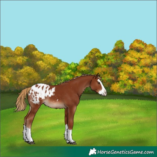 Horse Color:Chestnut Splash Appaloosa 