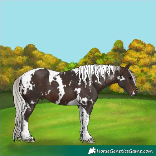 Horse Color:White Spotted Silver Brown Tobiano 