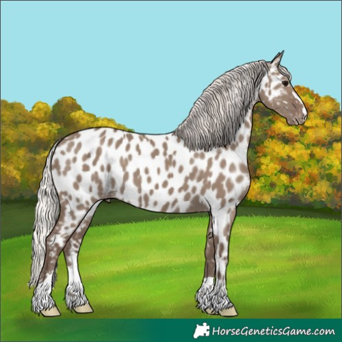 Horse Color:Silver Grullo Appaloosa
